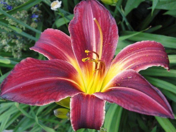 Светлана Лилейники