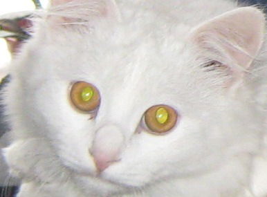 Иванна Климова