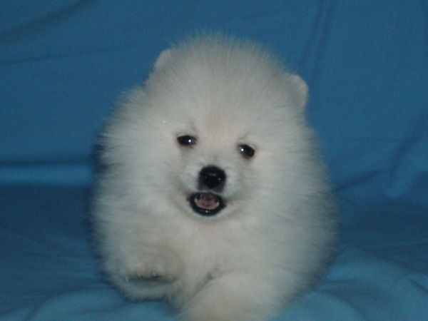 Ирина Лысенко