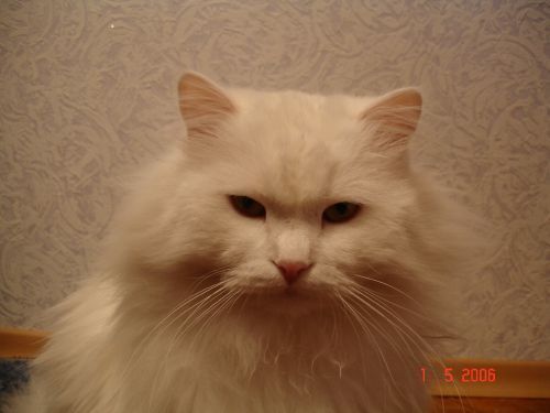 Вячеслав Хрисанфов