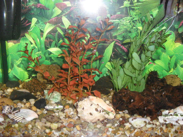 Жанна Сединяускене