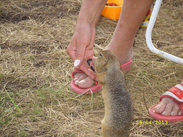 Светлана Шнипова