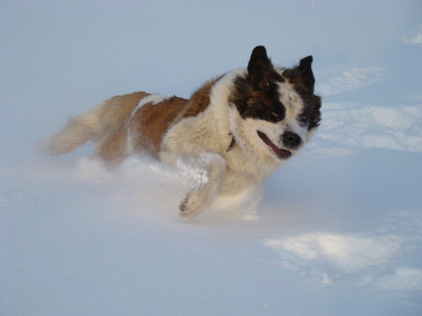 Светлана Тутунина