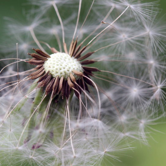 Леся Украинка