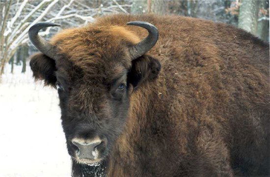 Станислав Зубрилкин