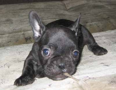 Александр Щетинин