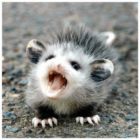 Игорь Курило