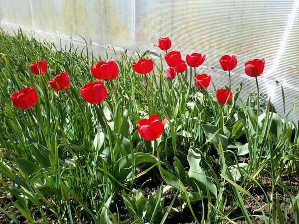 Елена Горошко