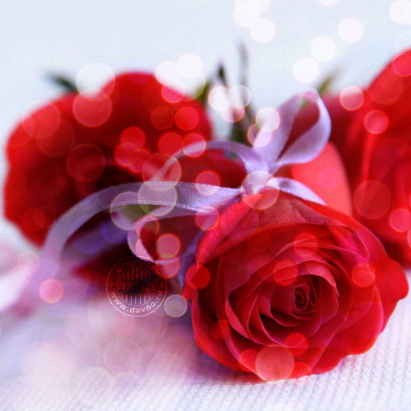 Надежда Горовец