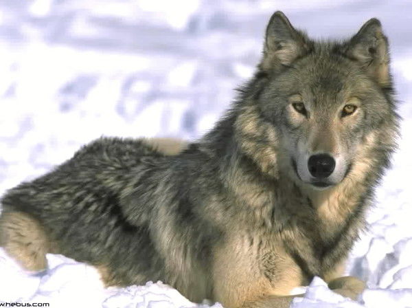 Лукьянов Александр