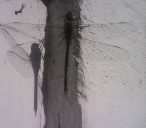 Анастасия Nas