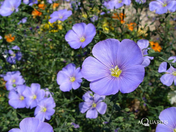 Бебко Людмила