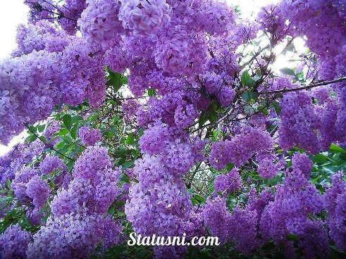 Надежда Шабала