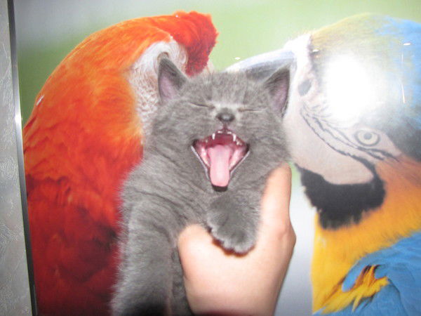 Галина Черненок