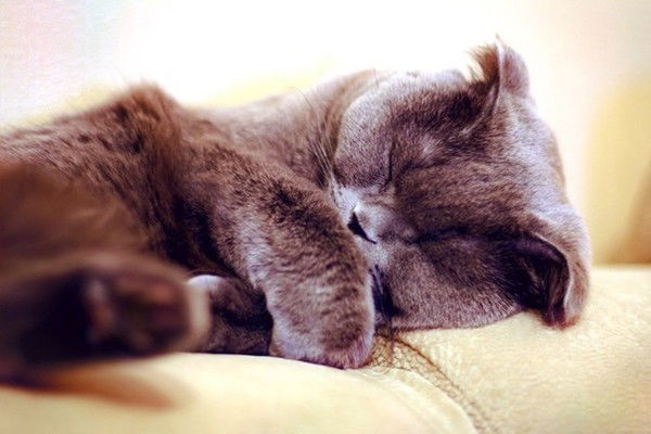 Оля Сурикова