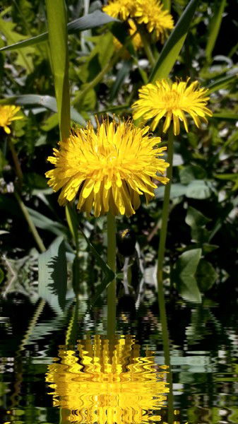 Нина Шахова