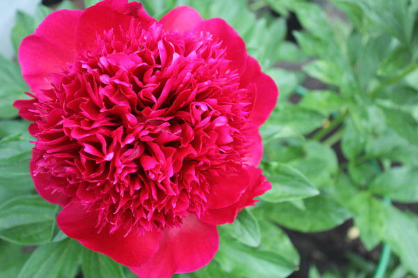 Анна Кошелева