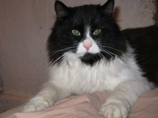 Сергей Соколов