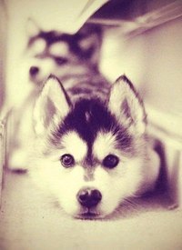 Елена Хоценович