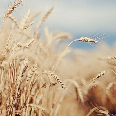 Злата Свиридова