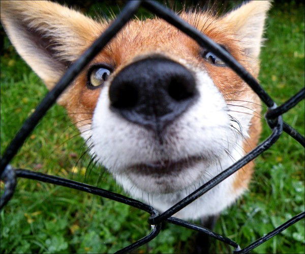 Константин Лисин