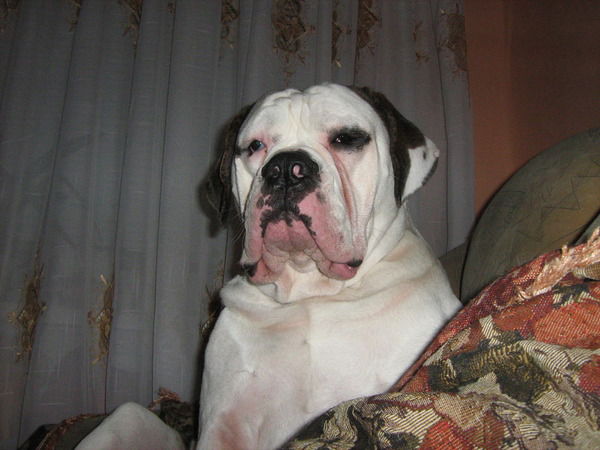 Алена Шафоростова