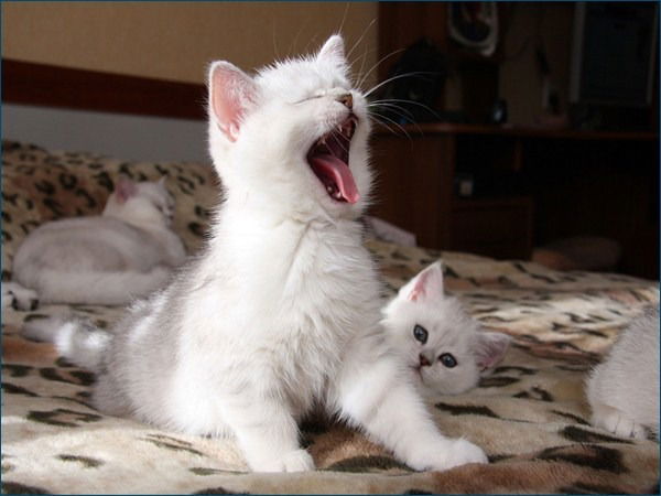 Ирина Котик