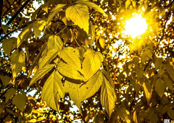 Светлана Бекетова