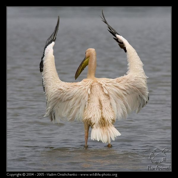 Tamplier Весь В Черном