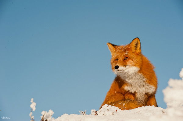 Денис Негрун