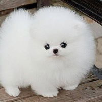 Ксения Журавлёва