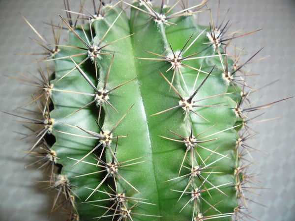 Елена Ряжева