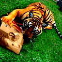 Rafael Lion