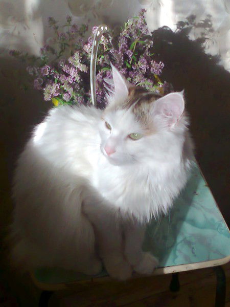 Лена Григорьева