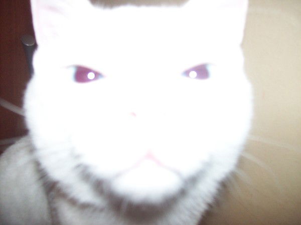 Андрей Генералов