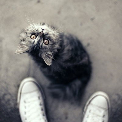 Толя Кондратович