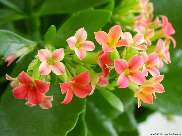 Гульжан Карсыбаева