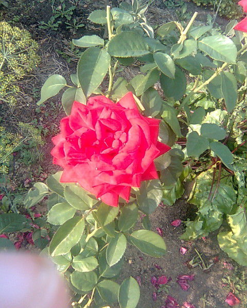 Альбина Леонгард