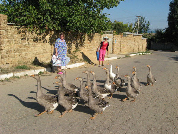 Людмила Плетенюк