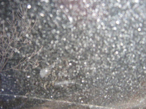 Алексей Хомяков