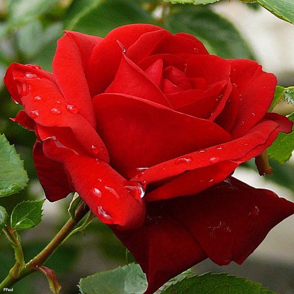 Ирина Калмыкова