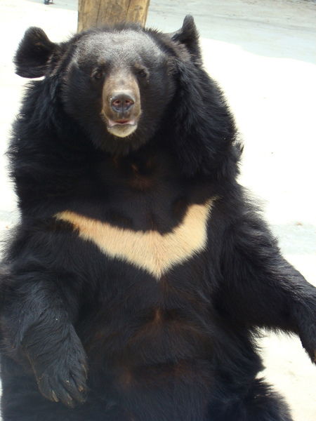 Сергей Грибуля