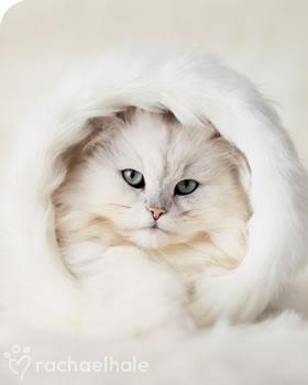 Катюшка Крашенинникова