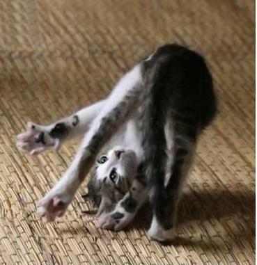 Василий Раскатов