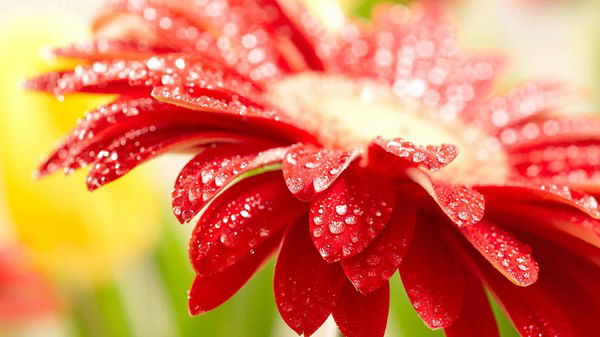 Валерия Надточий