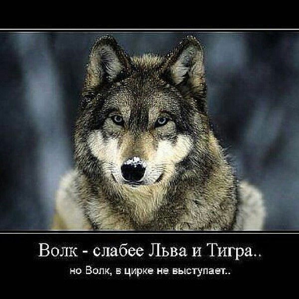 Сергей Волков