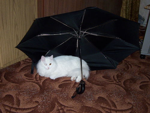 Евгения Боровик