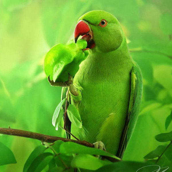 Никита Бутаков