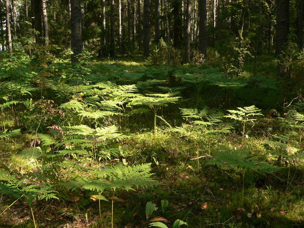 Юрий Платков