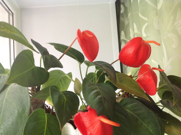 Наталья Наталья